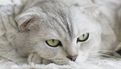 上海最新公积金卡提取现金方法app方法分析(最方便真实的上海公积金卡怎样从手机里取出来?方法)