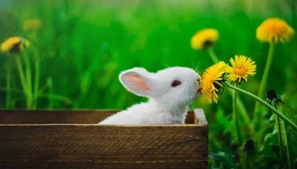 上海最新公积金卡提取现金方法app方法分析(最方便真实的上海公积金卡怎样从手机里取出来?方法)